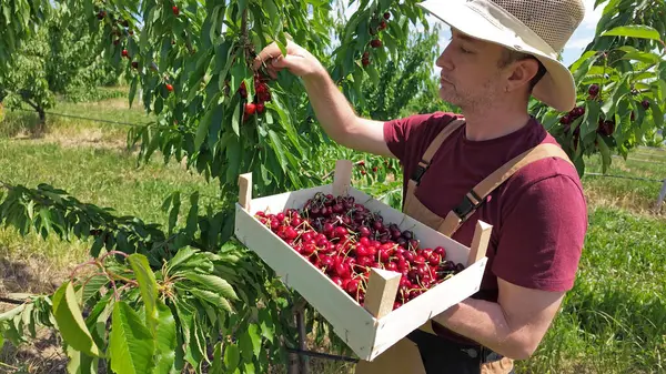 Agricultor colhendo cerejas manualmente em pomar