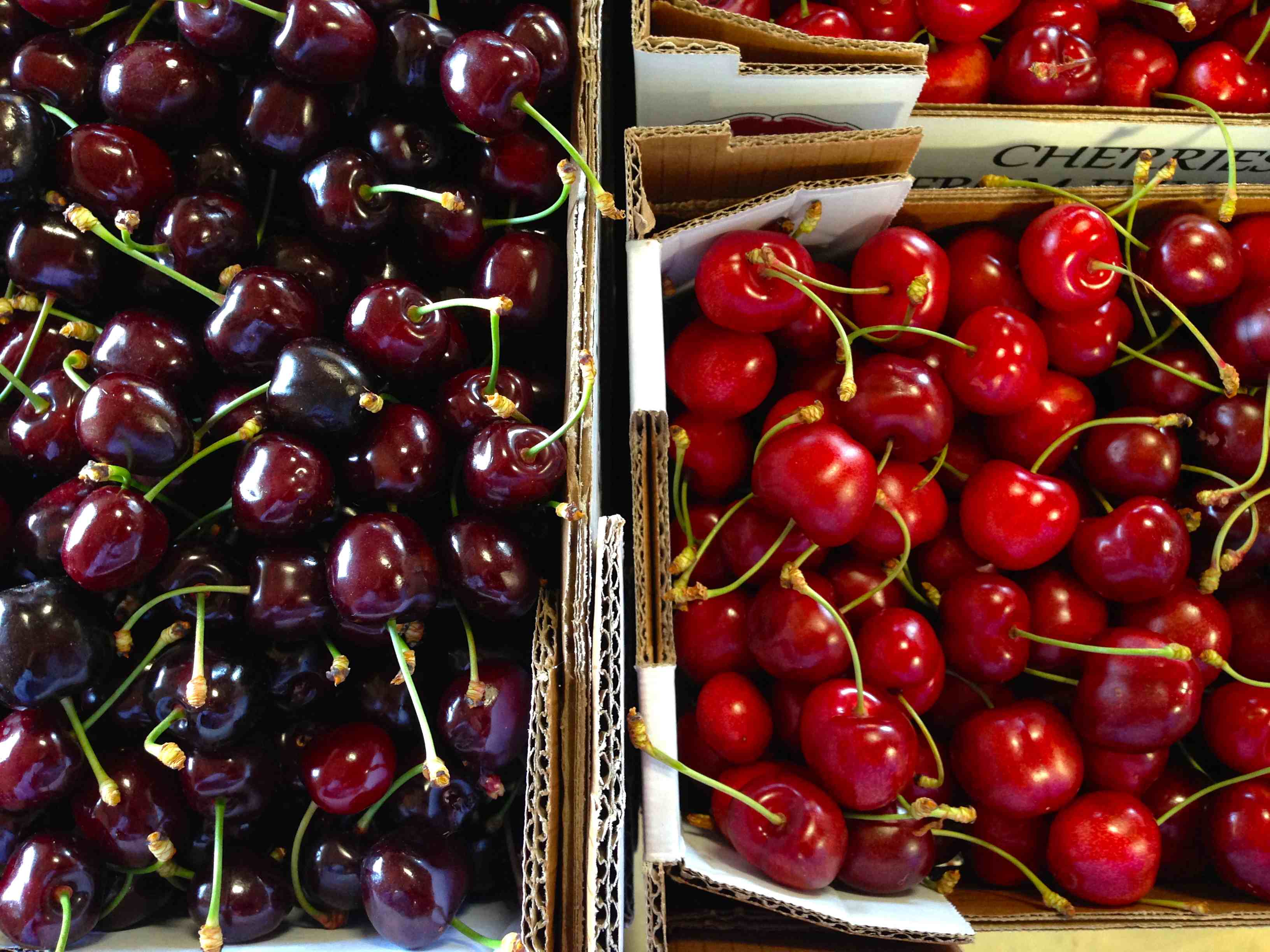 Diferentes tipos de cerejas em close-up mostrando variedades