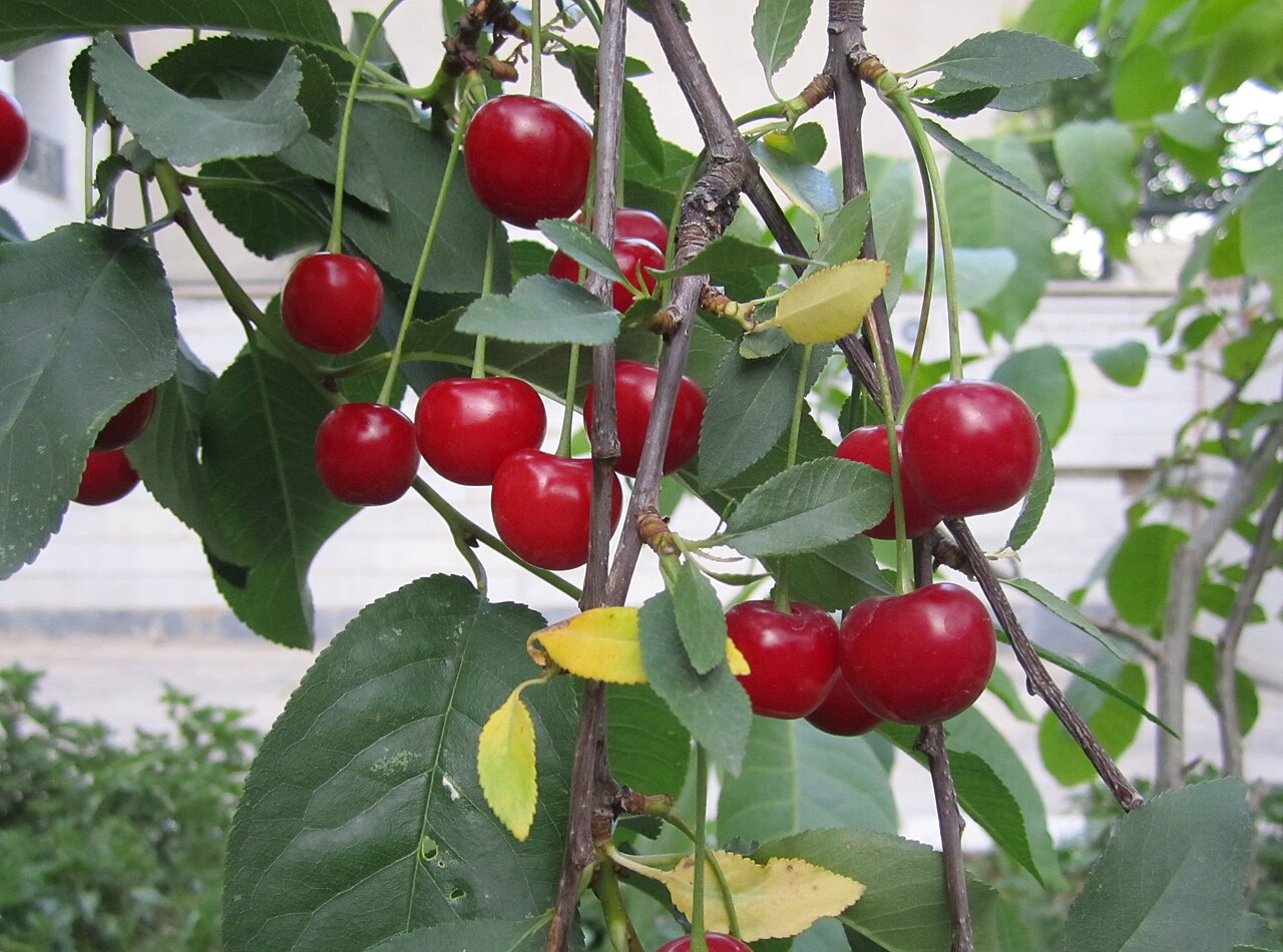 Cerejeira carregada de frutas maduras no verão