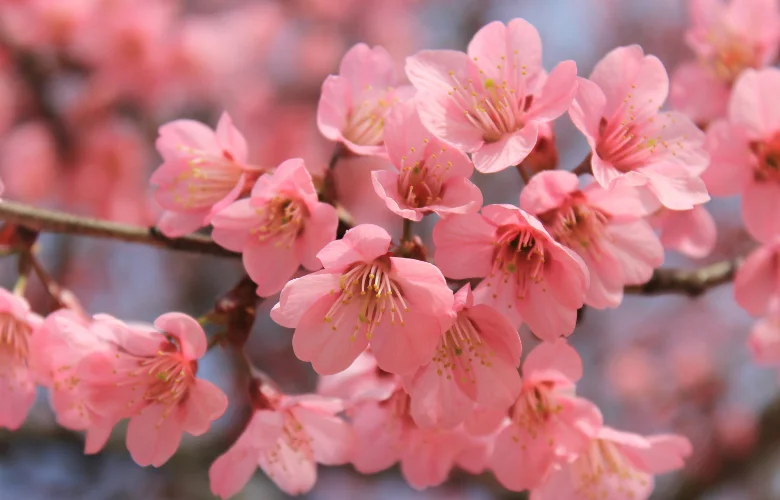 Flor de cerejeira rosa (sakura) em close-up na primavera